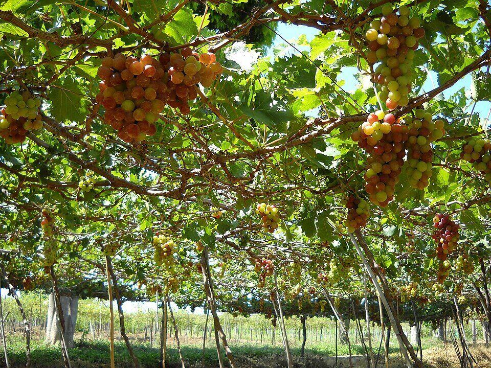 Vườn nho Ninh Thuận
