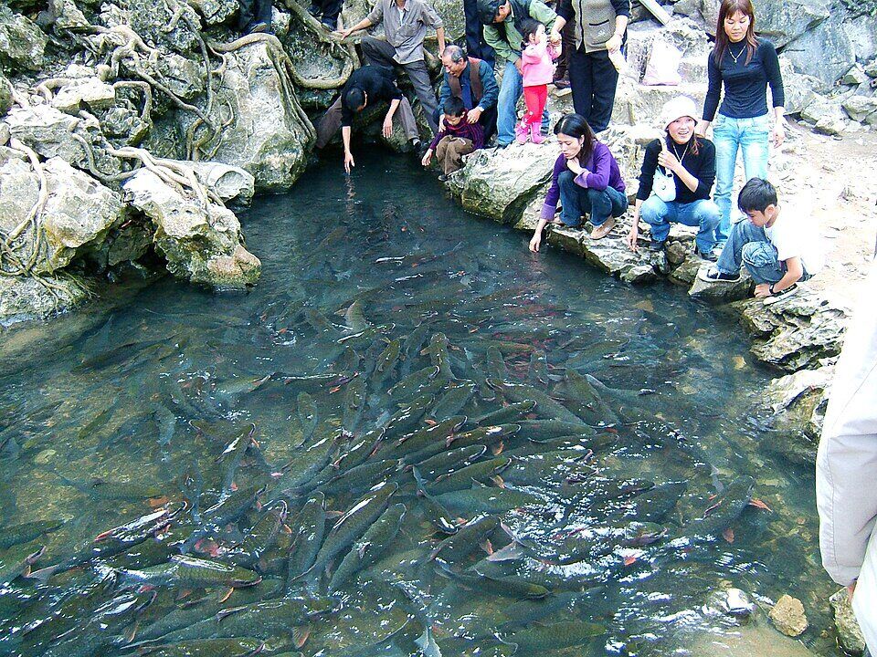 Suối cá thần Cẩm Lương