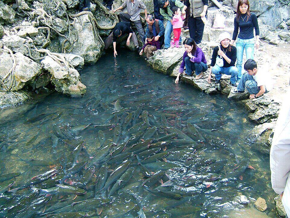 Suối cá thần Cẩm Lương